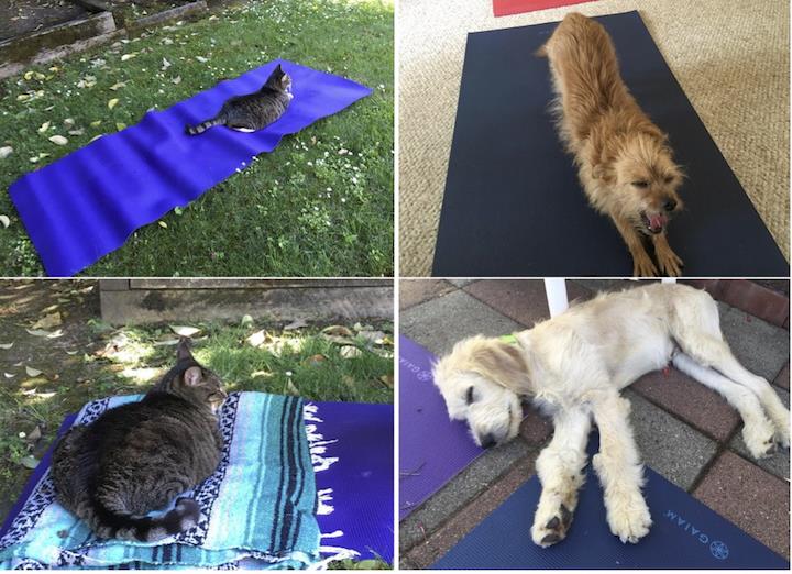 Relaxed, contented pets at private yoga classes.